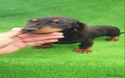 Teckel Miniatura perros en venta: Teckel kanichen  - Anuncio 1