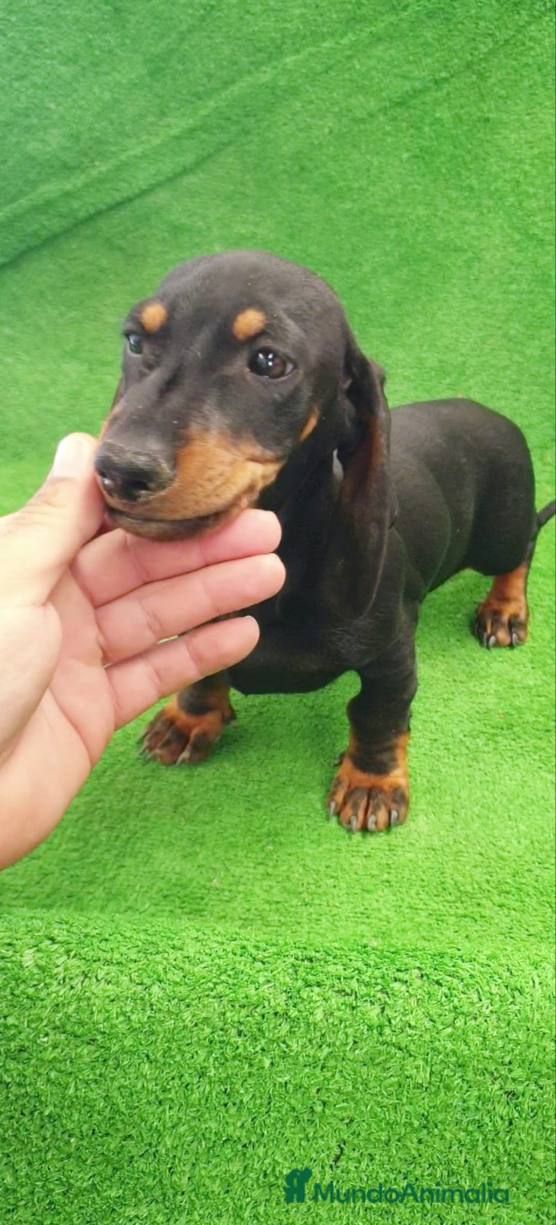 Teckel Miniatura perros en venta: Teckel kanichen  - Anuncio 1