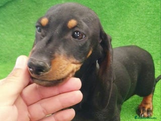 Teckel Miniatura perros Teckel kanichen - Anuncio 3