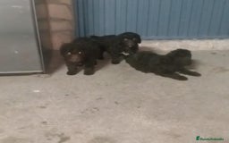Perro de Agua Español perros en venta: Perros de agua  - Anuncio 2