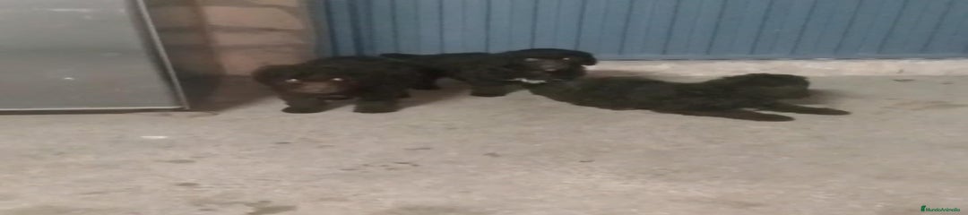 Perro de Agua Español Cachorro 3