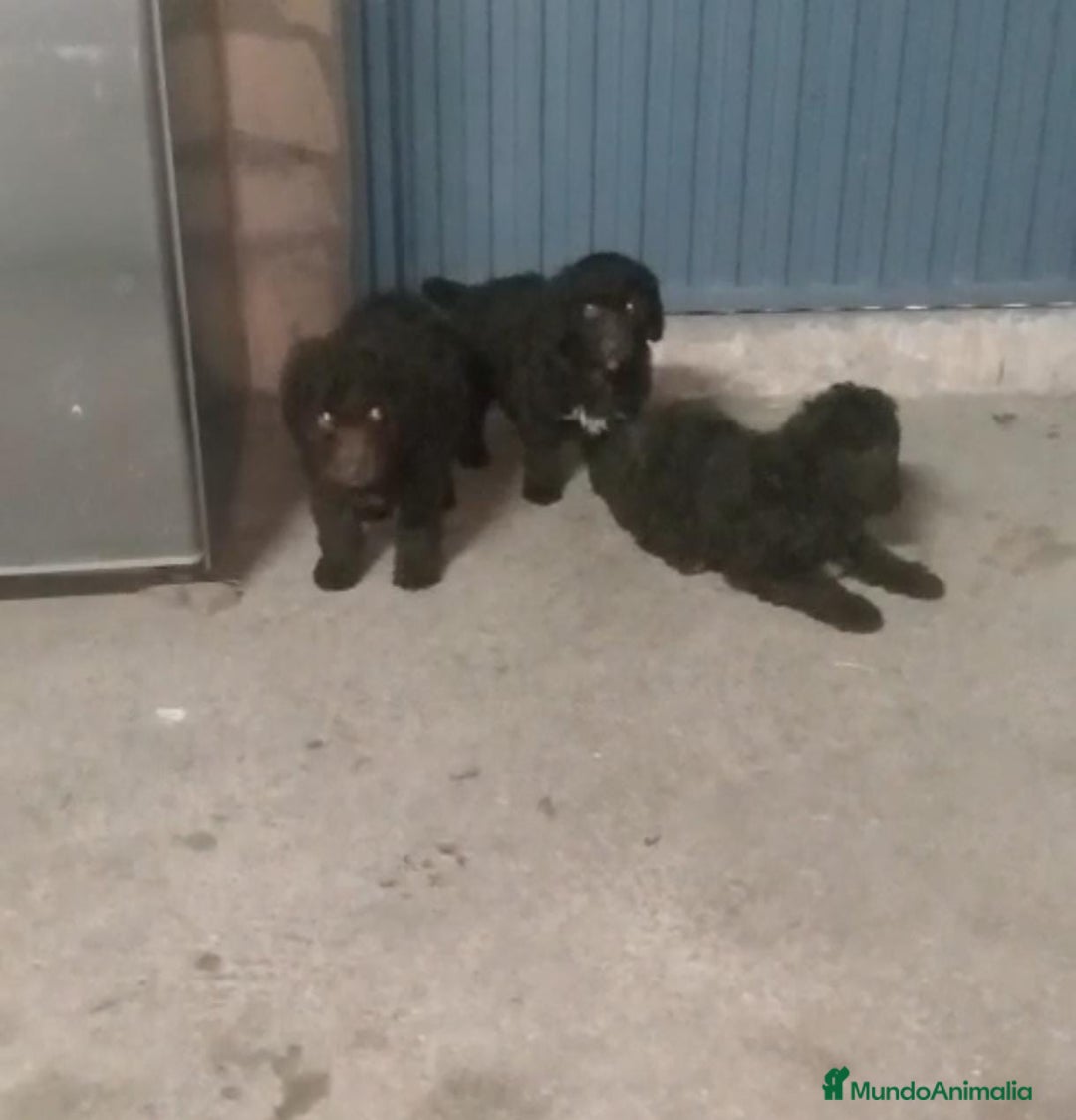 Perro de Agua Español perros en venta: Perros de agua  - Anuncio 2