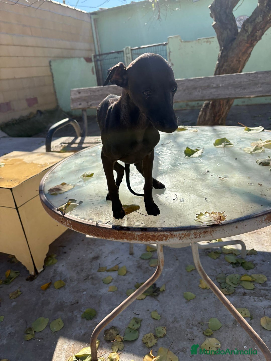 Pequeño Lebrel Italiano perros en venta: Pequeño lebrel italiano piccolo - Anuncio 6