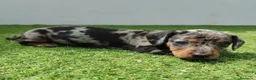 Teckel perros en venta: Teckel - Anuncio 6