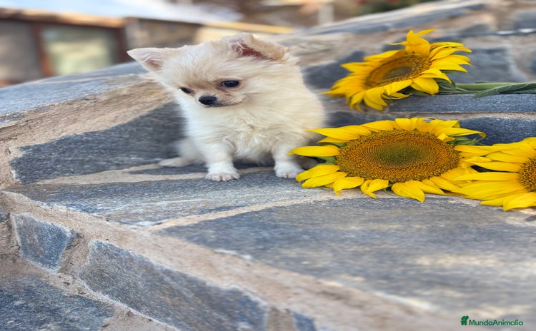 Chihuahua perros - Propaganda 1