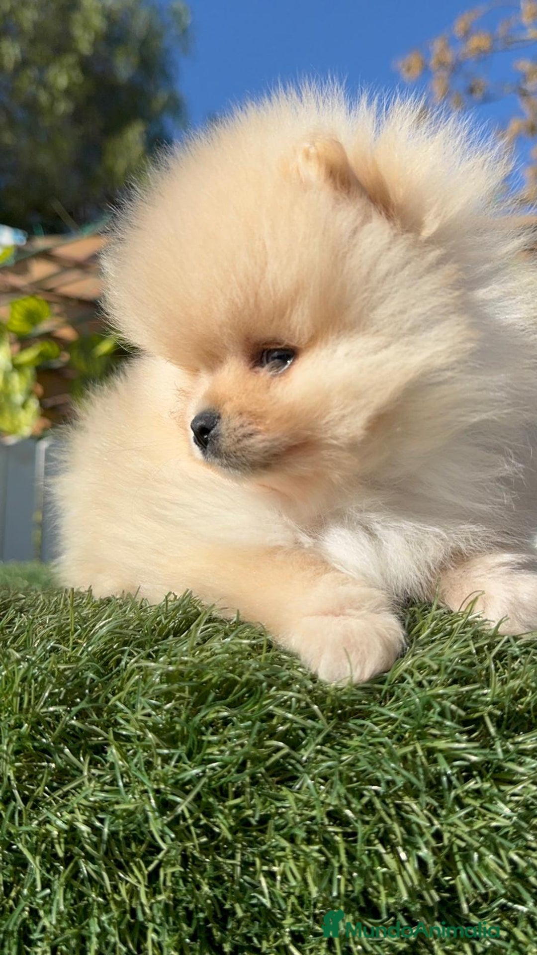 Pomerania perros en venta: POMERANIA CARITA DE OSITO - Anuncio 10