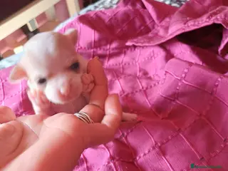 Chihuahua perros Chihuahua macho 🐾🔥 - Anuncio 4