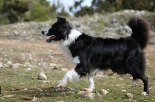 Border Collie perros Borlie collie WhatsApp 616121781 - Anuncio 1