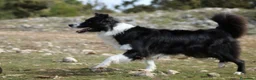 Border Collie perros en venta: Borlie collie WhatsApp 616121781 - Anuncio 1