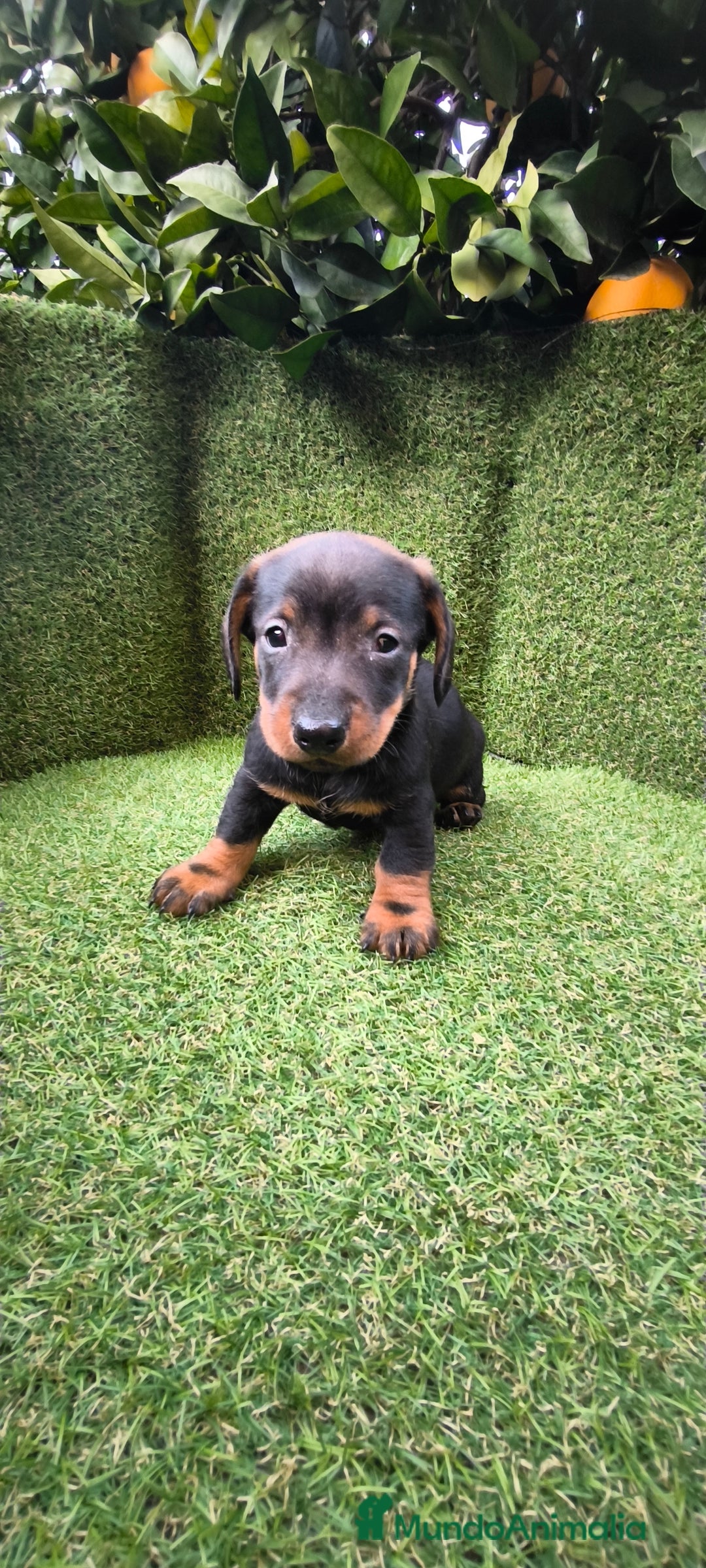 Teckel Miniatura perros en venta: camada de teckel miniatura  - Anuncio 2