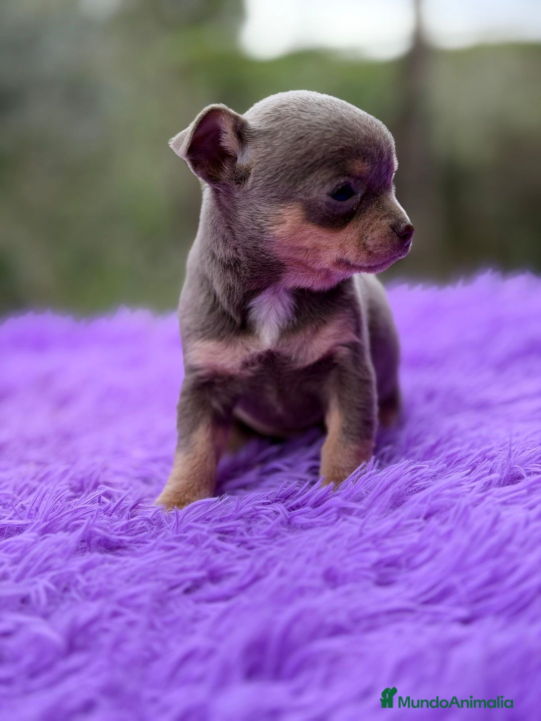 Chihuahua perros en venta: CHOHUAHUA MINI TOY HEMBRA - Anuncio 7