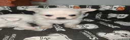 Chihuahua perros en venta: Chiahuahua pelo largo - Anuncio 8