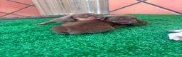 Teckel perros en venta: Teckel mini - Anuncio 13