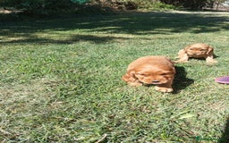Cocker Spaniel Inglés perros en venta: Cocker - Imagen 3