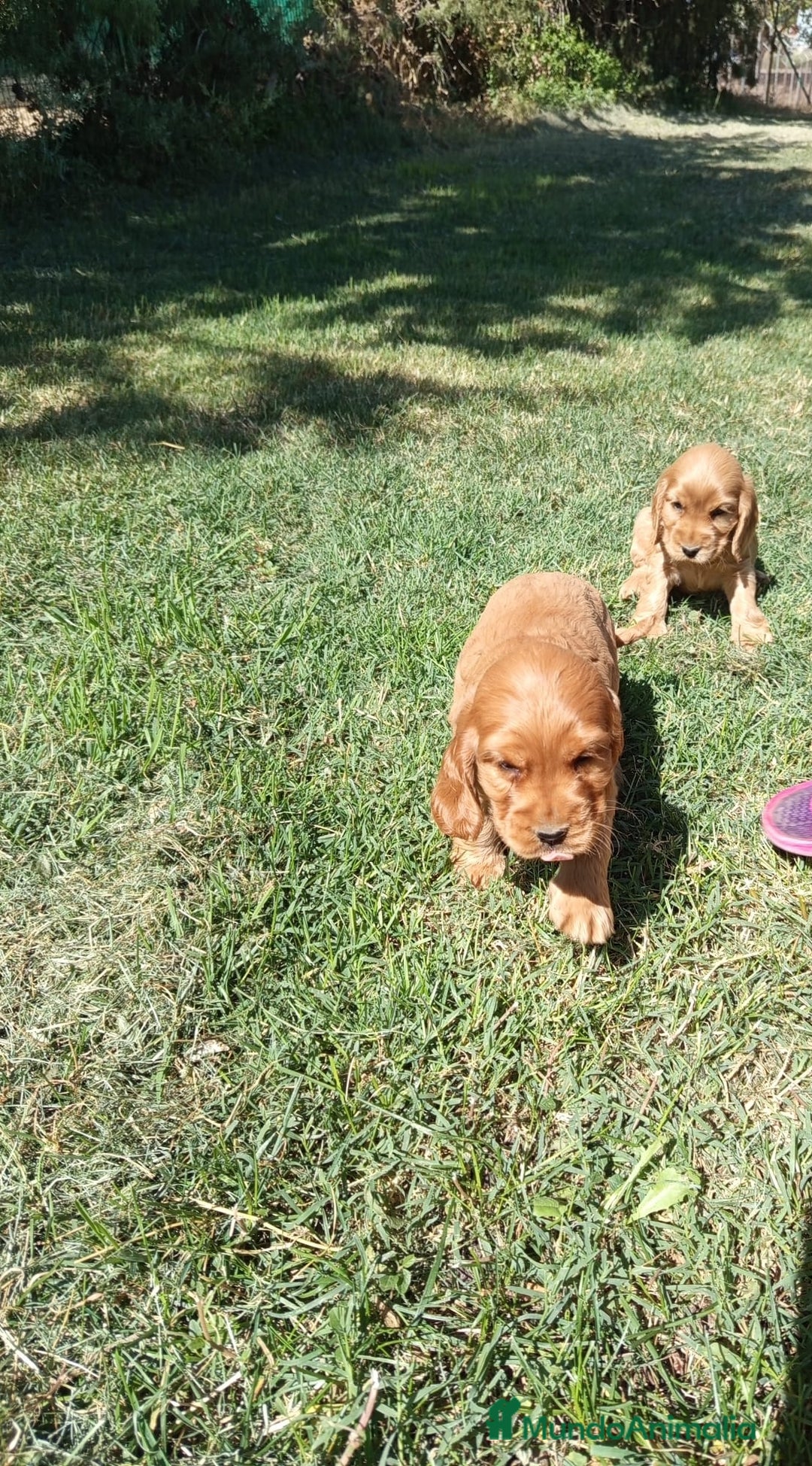 Cocker Spaniel Inglés perros en venta: Cocker - Imagen 3