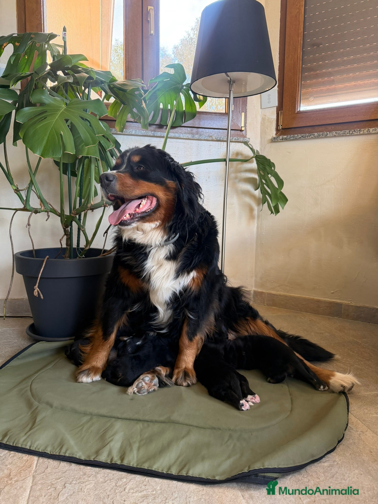 Boyero de Berna perros Boyeros de Berna Preciosa Camada en Madrid - Anuncio 1