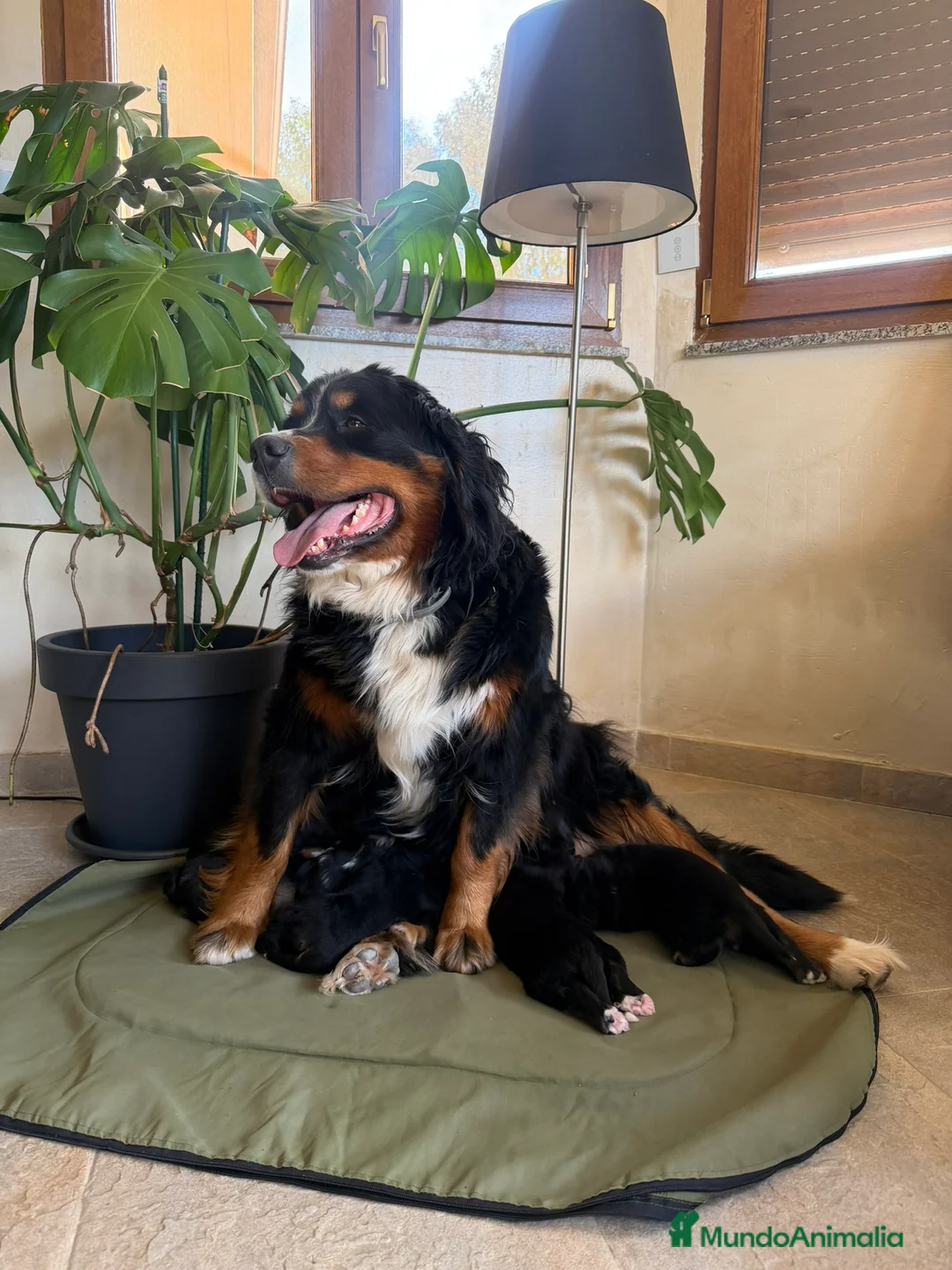 Boyero de Berna perros en venta: Boyeros de Berna Preciosa Camada en Madrid - Anuncio 1