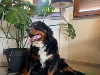 Boyero de Berna perros Boyeros de Berna Preciosa Camada en Madrid - Anuncio 1