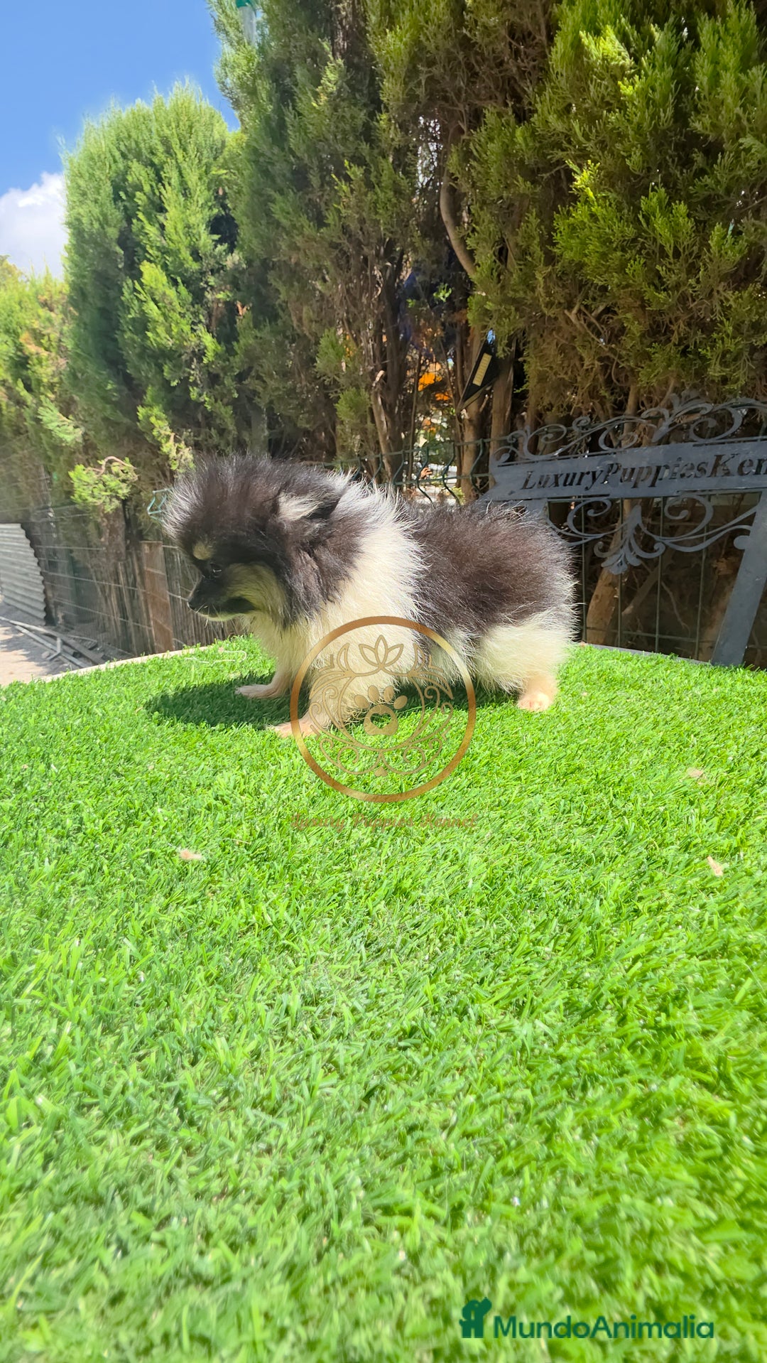 Pomerania perros en venta: Pomerania miniaturas  - Imagen 2