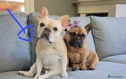 Bulldog Francés perros en venta: BULLDOG FRANCÉS FAWN DISPONIBLES - Imagen 7