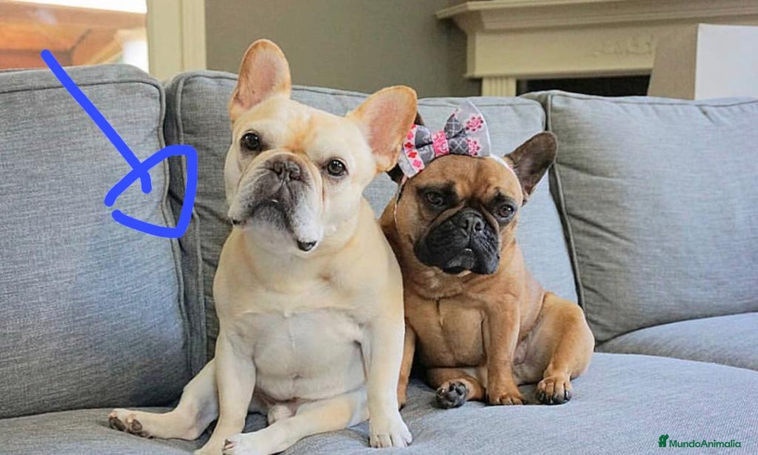 Bulldog Francés perros en venta: BULLDOG FRANCÉS FAWN DISPONIBLES - Imagen 7