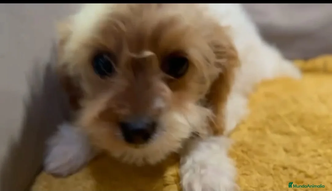 Cavapoo perros en venta: Camada perritos raza Cavapo en Granada - Anuncio 3