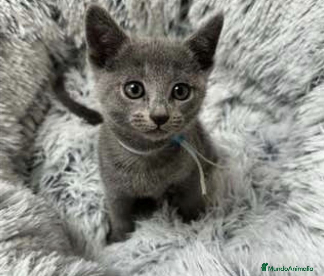 Azul Ruso gatos Azul ruso  - Anuncio 1