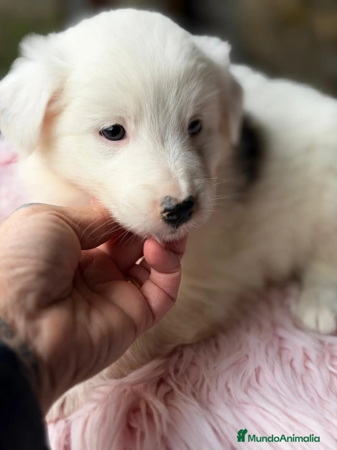 Border Collie perros en venta: BORDER COLLIE HEMBRAS - Anuncio 5