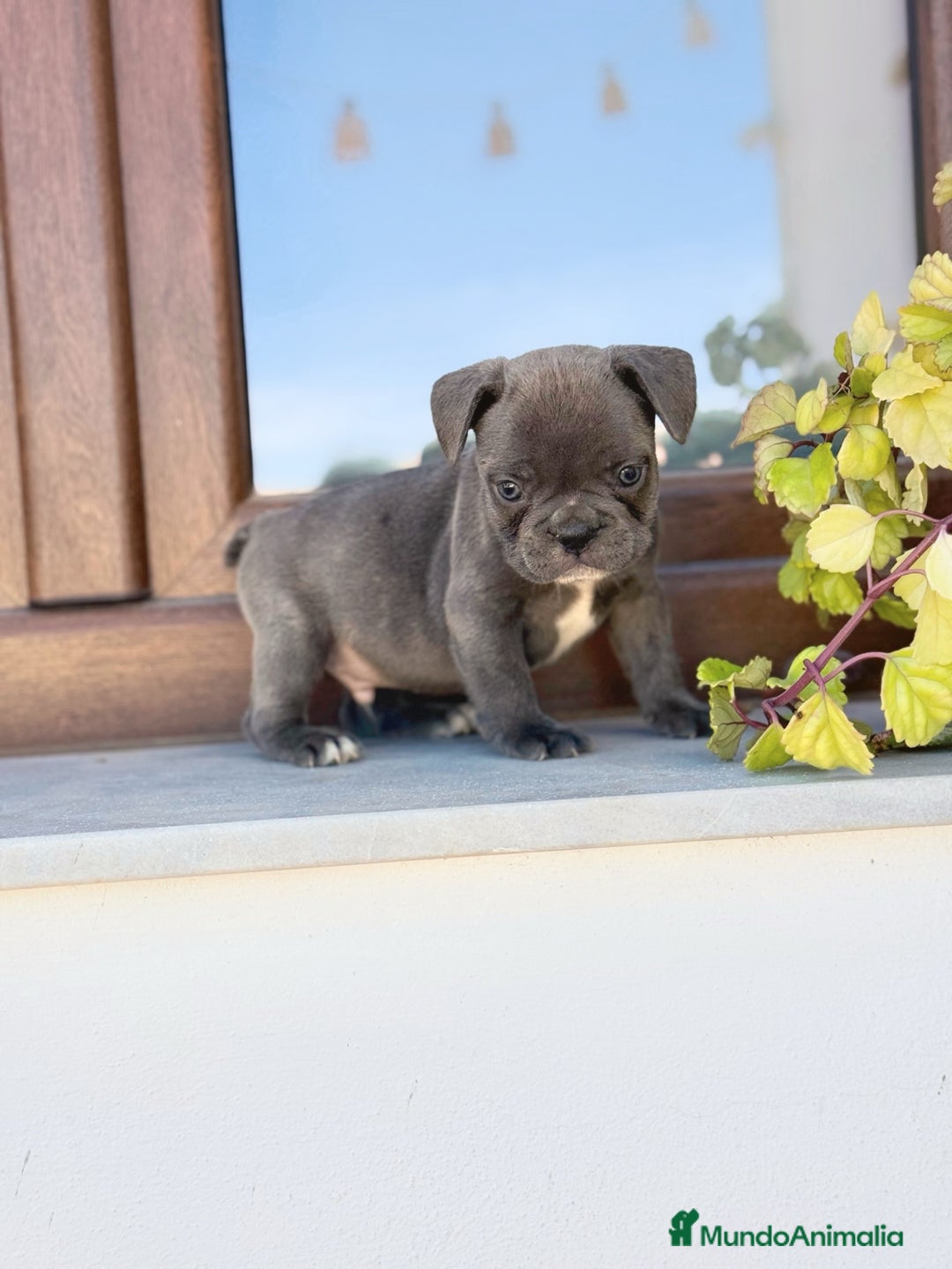 Bulldog Francés perros en venta: Bulldog francés exóticos  - Imagen 6