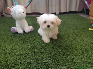 Bichón Maltés perros PRECIOSA HEMBRA - Anuncio 2