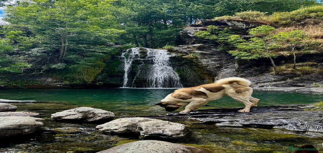 Imagen de galería {{count}}