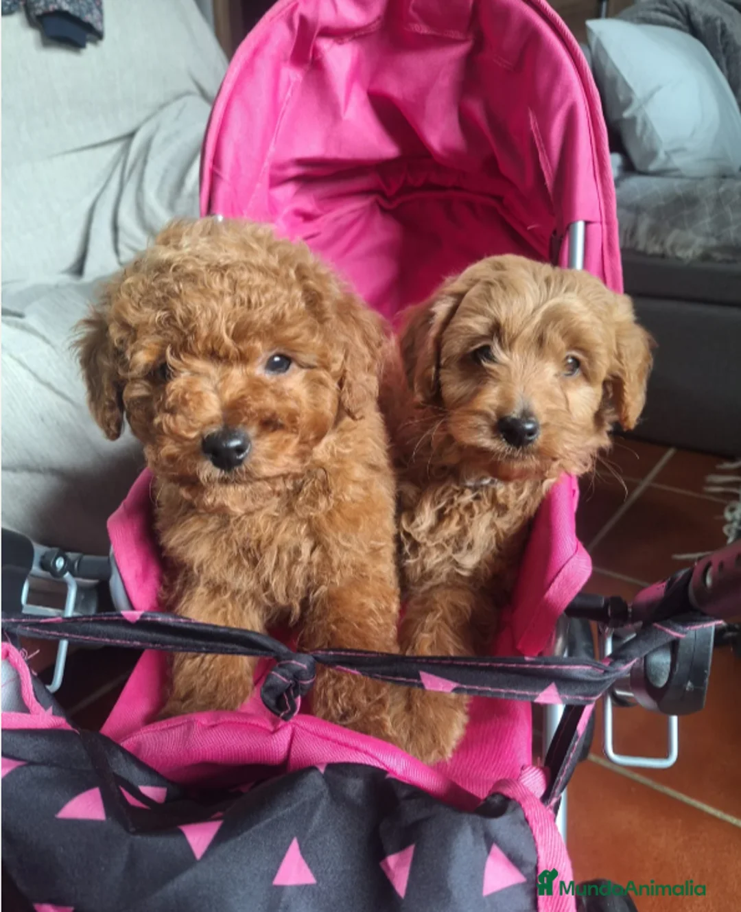 Goldendoodle perros en venta: GOLDENDOODLE - Anuncio 3