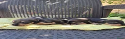 Teckel perros en venta: Teckel Standard Pelo Duro  - Anuncio 2