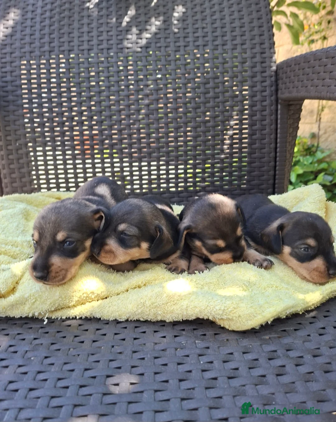 Teckel perros en venta: Teckel Standard Pelo Duro  - Anuncio 2