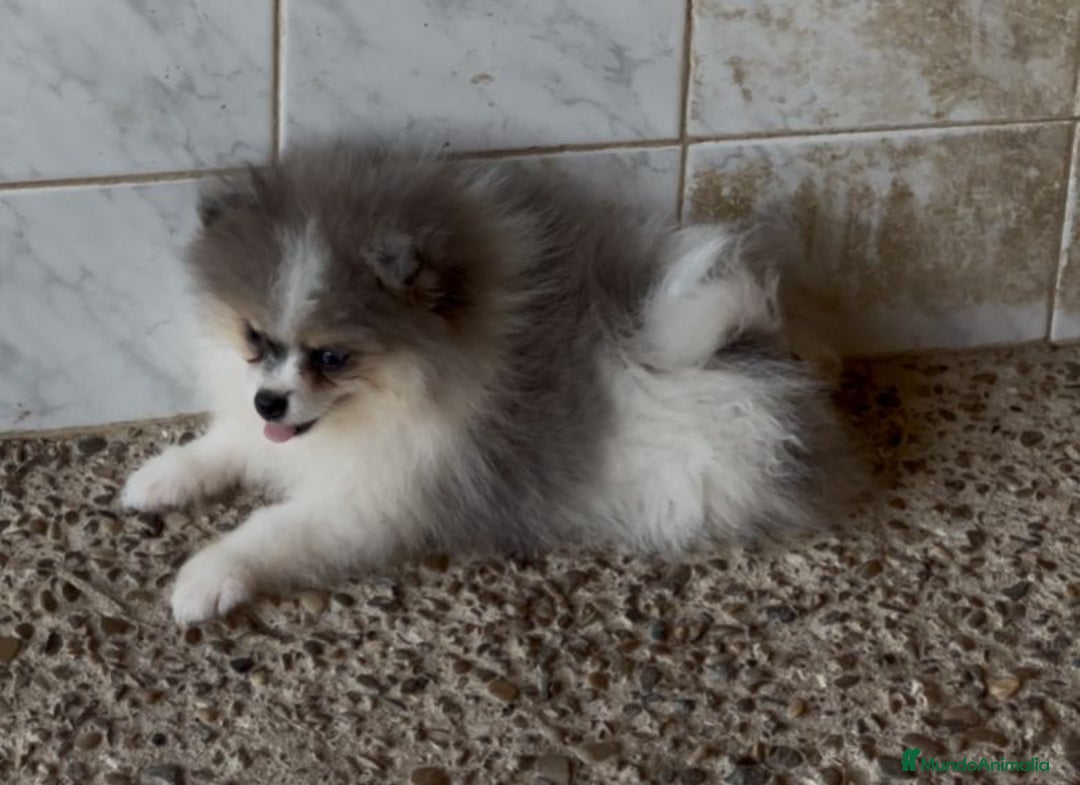 Pomerania perros en venta: Oferta de verano  - Imagen 2