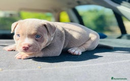 American Bully perros en venta: American bully pocket  - Imagen 2
