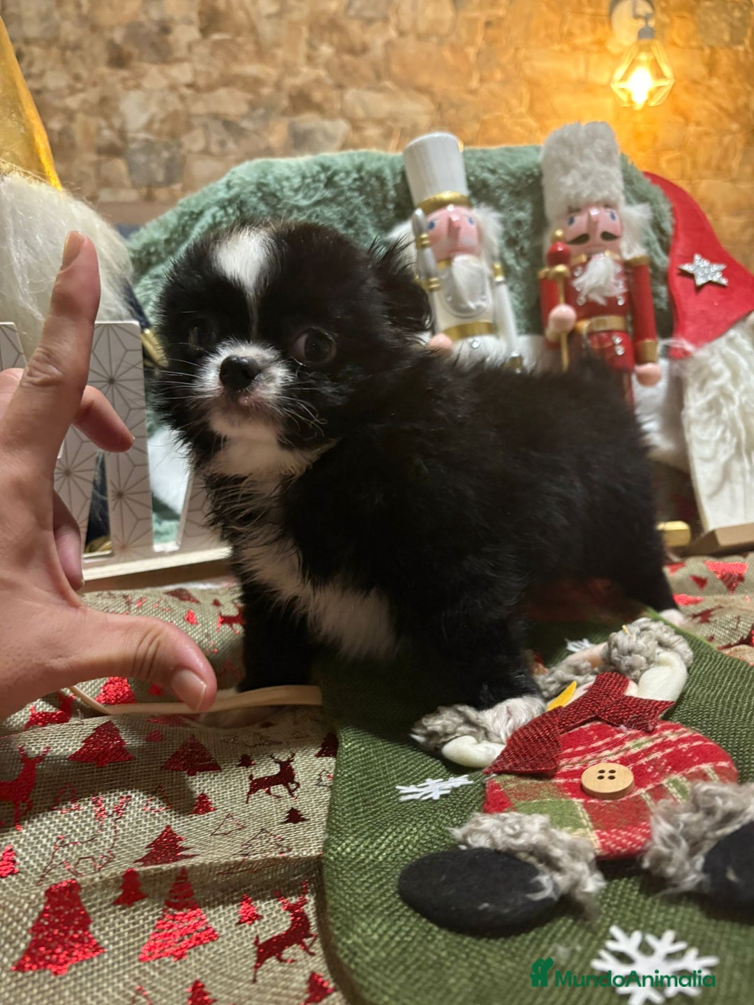 Chihuahua perros en venta: Chihuahua toy pelo largo ruso - Anuncio 5