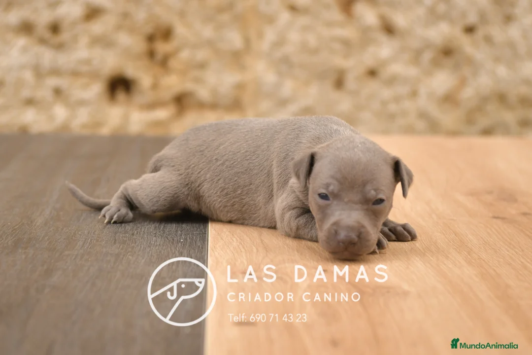 Pequeño Lebrel Italiano perros en venta: Piccolo lebrel italiano disponibles - Anuncio 7