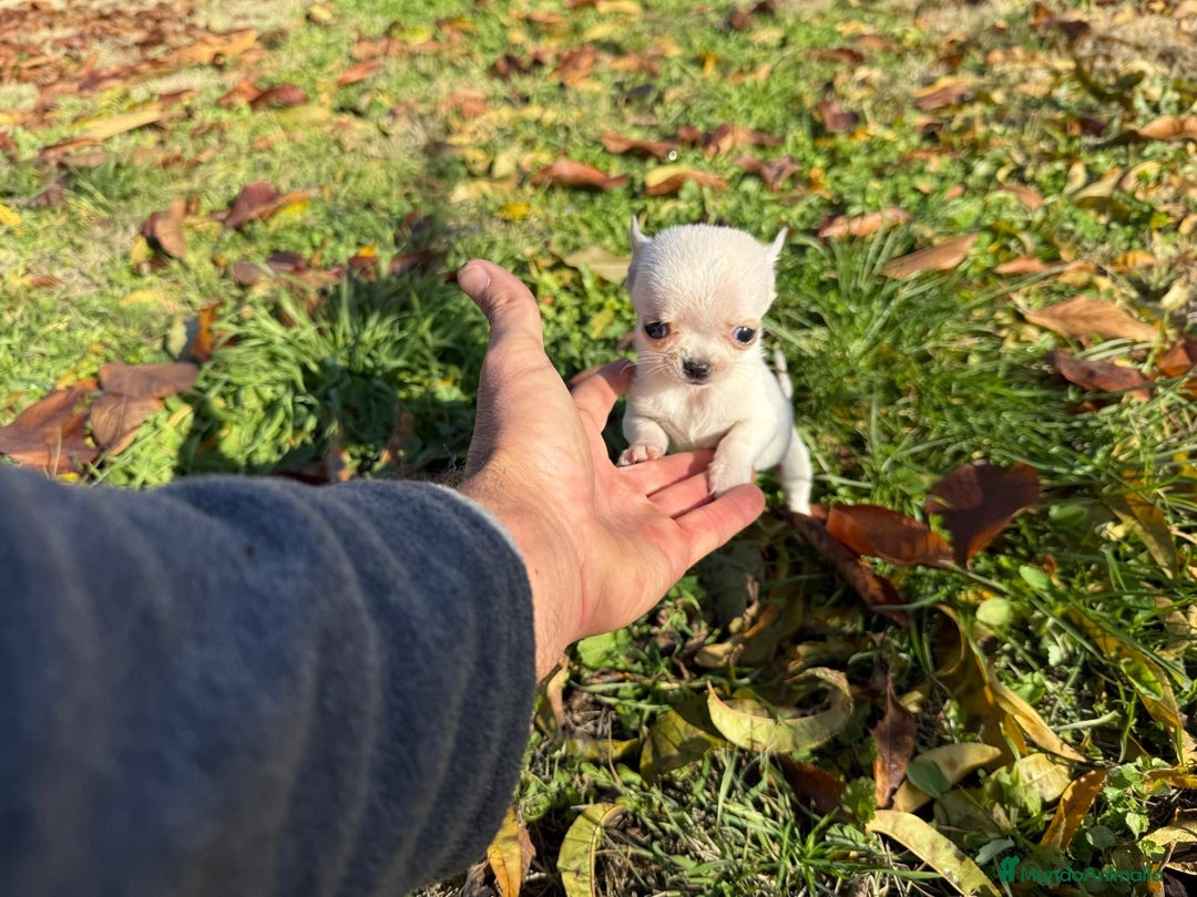 Chihuahua perros en venta: Chihuahua micro toy macho  - Anuncio 5