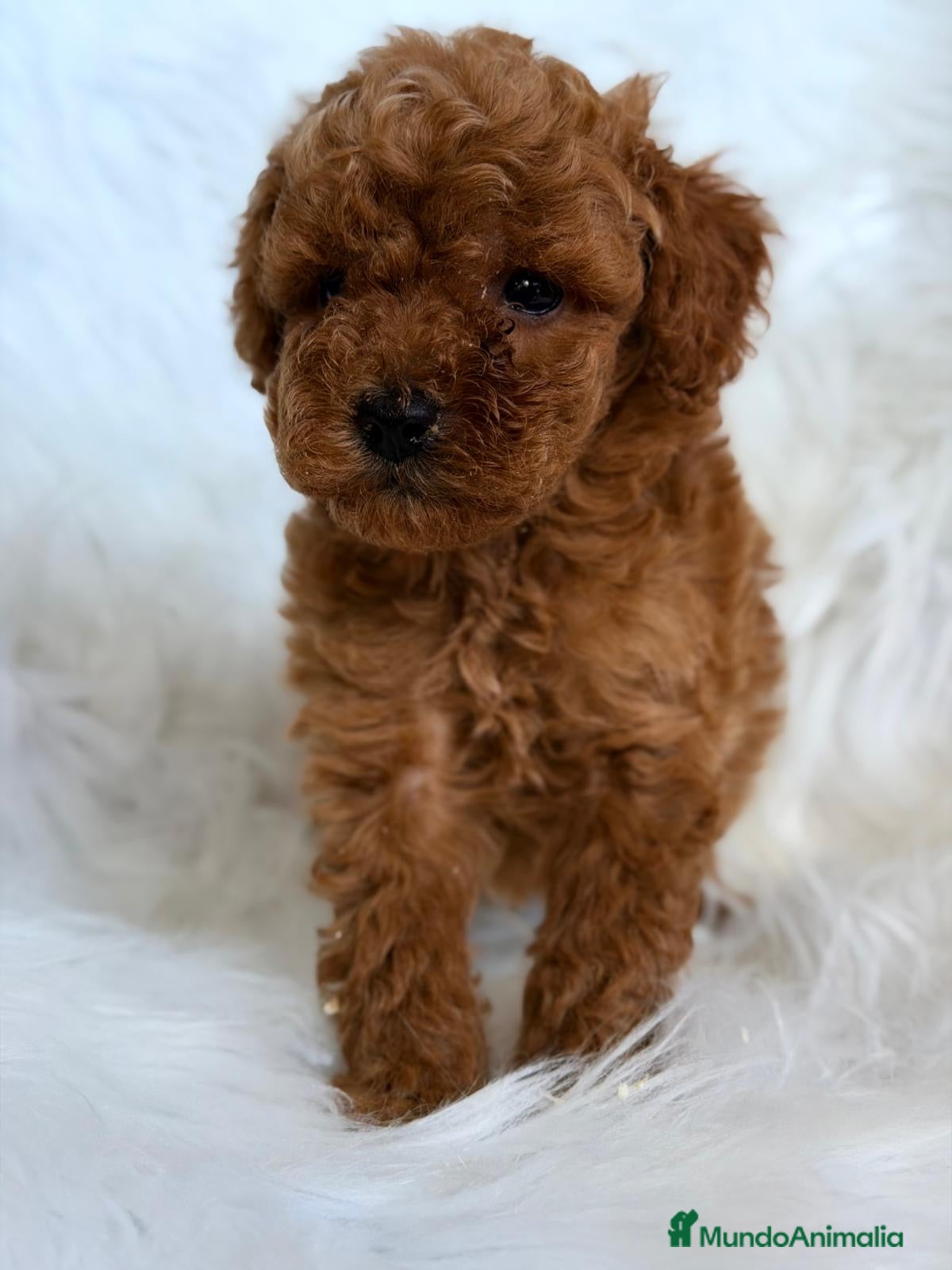 Caniche Toy perros CANICHE ROJO MACHO Y HEMBRA PADRES TOY - Anuncio 2