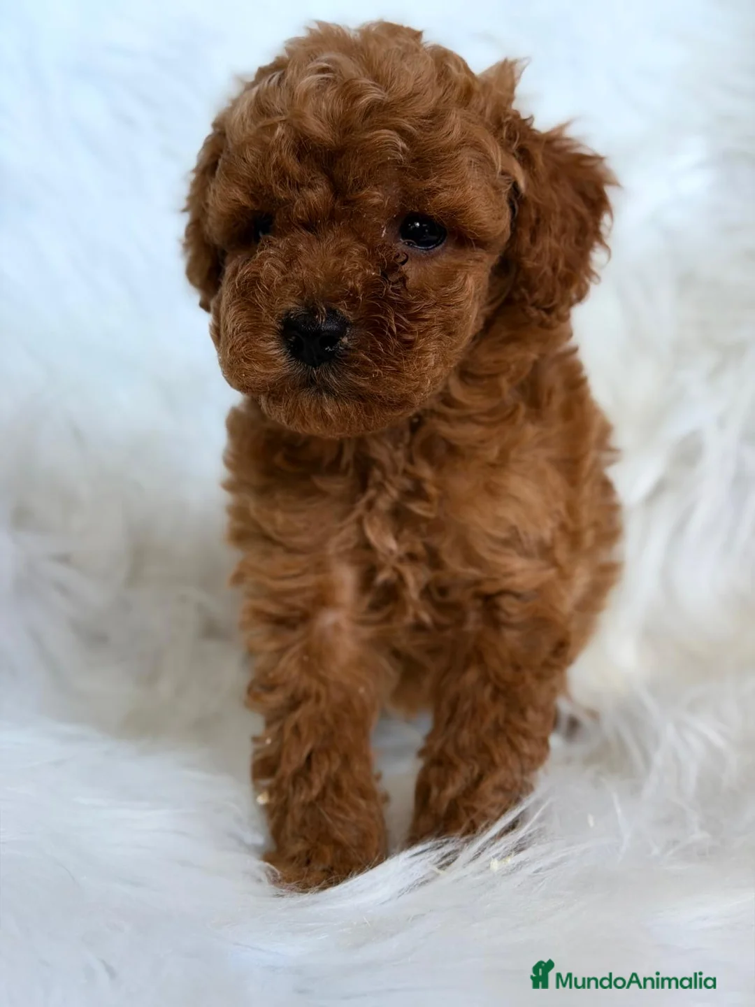 Caniche Toy perros en venta: CANICHE ROJO MACHO Y HEMBRA PADRES TOY - Anuncio 1