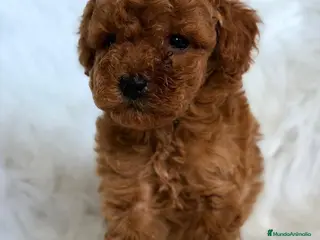 Caniche Toy perros CANICHE ROJO MACHO Y HEMBRA PADRES TOY - Anuncio 2