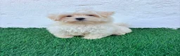 Bichón Maltés perros en venta: Bichon Maltes coreana - Anuncio 14