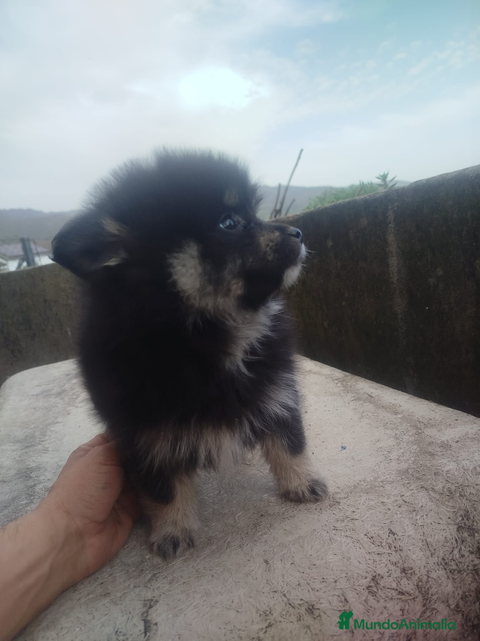 Pomerania perros POMERANIA BLACK - Anuncio 1