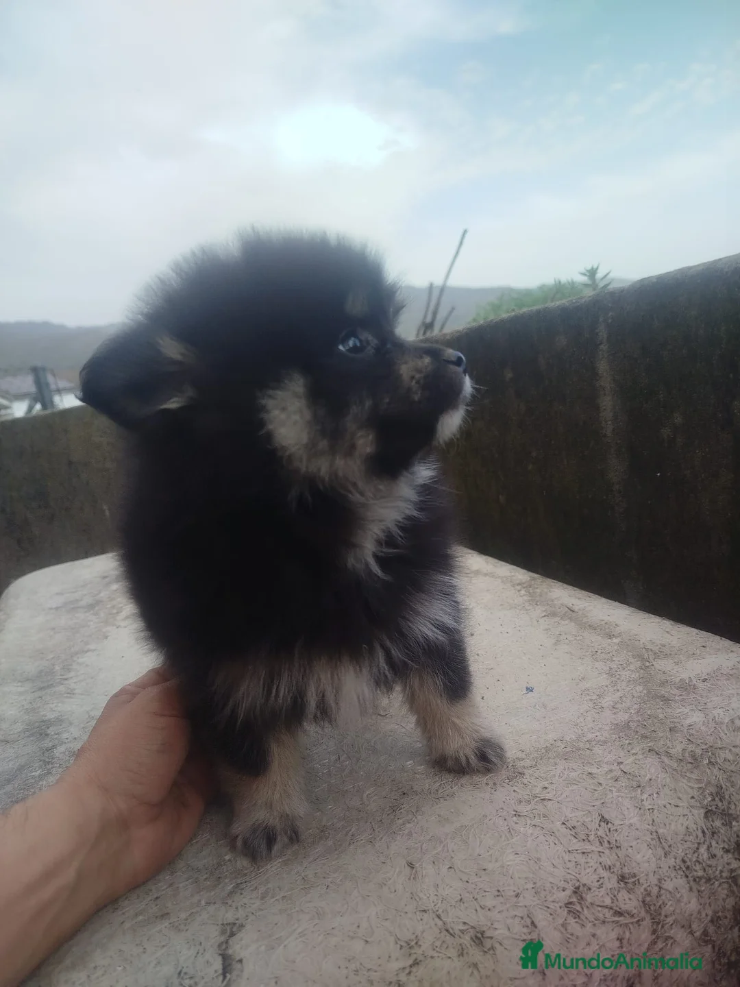 Pomerania perros en venta: POMERANIA BLACK en Cáceres - Anuncio 1