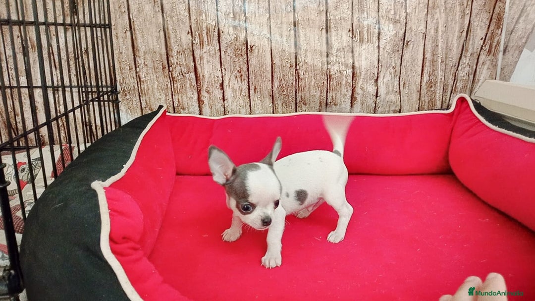 Chihuahua perros en venta: chihuahua tacita de te - Imagen 5