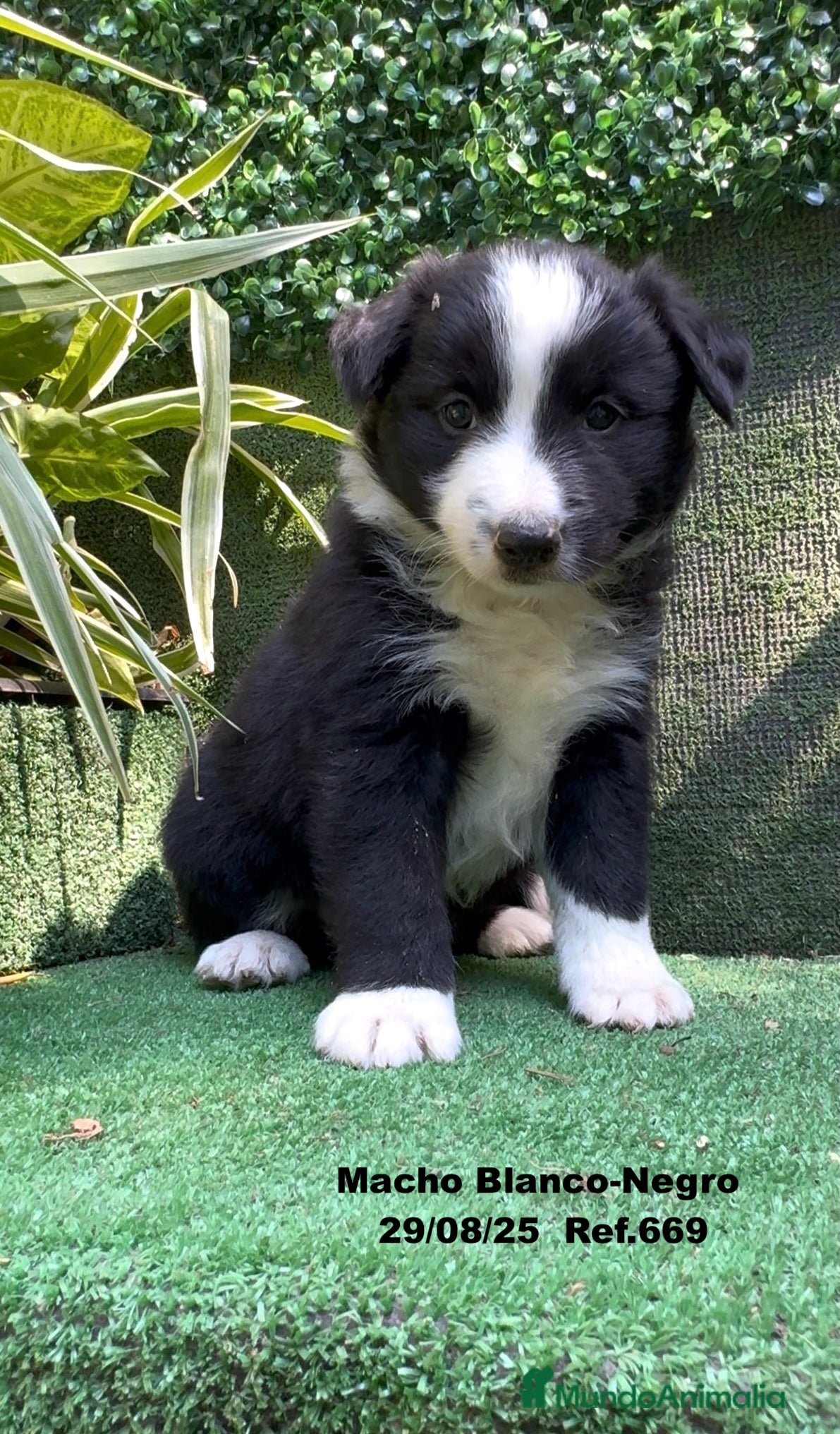 Border Collie perros Border Collie De Villa Biznaga - Anuncio 36