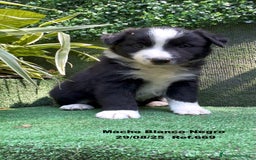 Border Collie perros en venta: Border Collie De Villa Biznaga - Imagen 1