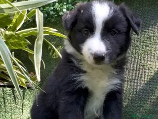 Border Collie perros Border Collie De Villa Biznaga - Anuncio 37