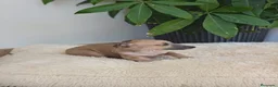 Pequeño Lebrel Italiano perros en venta: Piccolo lebrel italiano  - Anuncio 3